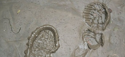 3D成像技術幫助法醫(yī)制作3D打印取證模型最新技術3D虎