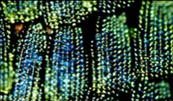 科學家已經(jīng)模仿蝴蝶翅膀上錯綜復(fù)雜的光學設(shè)計