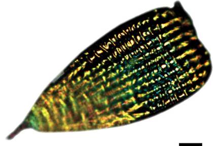 經(jīng)過長時間的進化，蝴蝶翅膀上的鱗片變得異常復(fù)雜