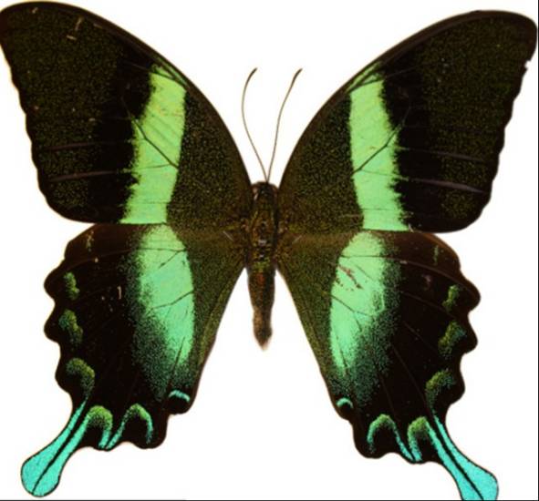 蝴蝶向潛在交配對象呈現(xiàn)一種顏色，向捕食者則呈現(xiàn)另一種顏色